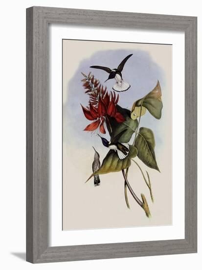 Jacobin, Florisuga Mellivora-John Gould-Framed Giclee Print