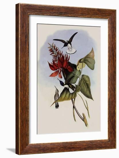 Jacobin, Florisuga Mellivora-John Gould-Framed Giclee Print