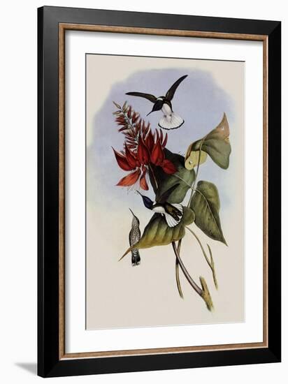 Jacobin, Florisuga Mellivora-John Gould-Framed Giclee Print