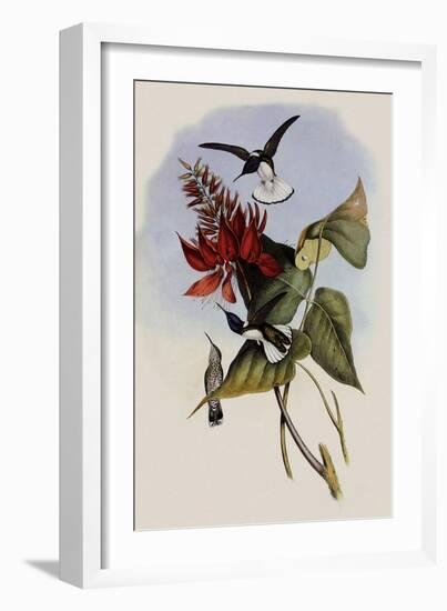 Jacobin, Florisuga Mellivora-John Gould-Framed Giclee Print