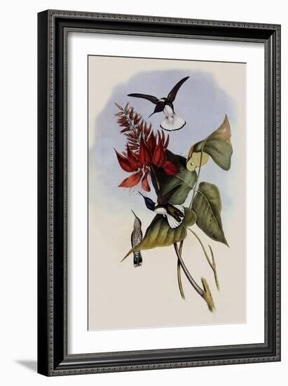 Jacobin, Florisuga Mellivora-John Gould-Framed Giclee Print