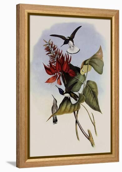 Jacobin, Florisuga Mellivora-John Gould-Framed Premier Image Canvas