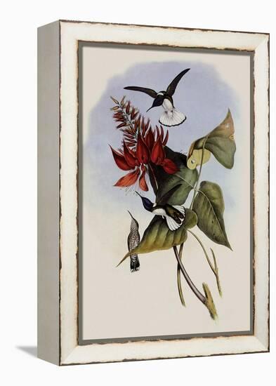 Jacobin, Florisuga Mellivora-John Gould-Framed Premier Image Canvas