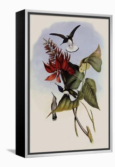 Jacobin, Florisuga Mellivora-John Gould-Framed Premier Image Canvas