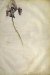 Etude d'un jeune cerf-Jacopo Bellini-Framed Giclee Print