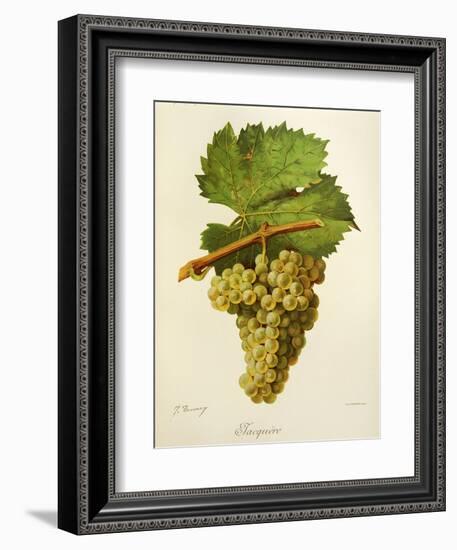 Jacquere Grape-J. Troncy-Framed Giclee Print