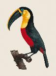 Red Parrot-Jacques Barraband-Giclee Print