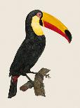 Red Parrot-Jacques Barraband-Giclee Print