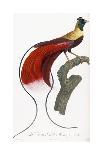 Red Bird of Paradise-Jacques Barraband-Giclee Print
