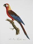 Tricolor Macaw-Jacques Barraband-Giclee Print