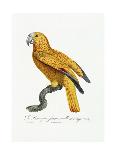 Female Puerto Rican Parrot-Jacques Barraband-Framed Giclee Print