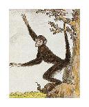 Monkey II-Jacques de Seve-Premium Giclee Print