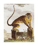 Monkey IV-Jacques de Seve-Premium Giclee Print