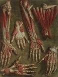 A Group of Dissected Hands, 1745-46-Jacques-Fabien Gautier d'Agoty-Giclee Print