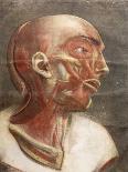 Musculature of the Face and Neck, from 'Myologie Complette en Couleur et Grandeur Naturelle', 1746-Jacques Fabien Gautier d'Agoty-Giclee Print