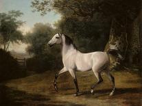 Study of a Greyhound-Jacques-Laurent Agasse-Giclee Print
