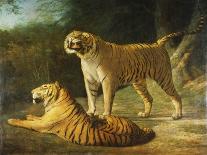 Two Leopards Lying in the Exeter Exchange, 1808-Jacques-Laurent Agasse-Giclee Print