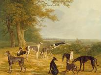 A Grey Arab Stallion in a Wooded Landscape-Jacques-Laurent Agasse-Giclee Print