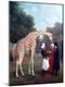 Giclee Print