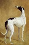 Nine Greyhounds in a Landscape-Jacques-Laurent Agasse-Giclee Print