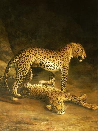 Two Leopards Lying in the Exeter Exchange, 1808 Premium Giclee