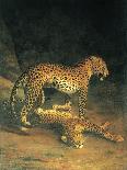 Two Leopards Playing-Jacques Laurent-Stretched Canvas