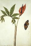 Botanical Study of a Dragon Lily and Butterfly-Jacques Le Moyne De Morgues-Giclee Print