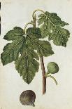 Botanical Study of a Violet-Jacques Le Moyne De Morgues-Giclee Print