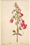 Botanical Study of a Fig-Jacques Le Moyne De Morgues-Giclee Print