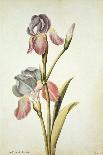 Botanical Study of a Dragon Lily and Butterfly-Jacques Le Moyne De Morgues-Framed Giclee Print