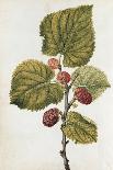 Botanical Study of a Violet-Jacques Le Moyne De Morgues-Giclee Print