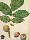 Walnut, c.1568-Jacques Le Moyne-Giclee Print