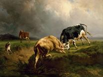 A Bull Fight, 1855 (Oil on Canvas)-Jacques Raymond Brascassat-Giclee Print