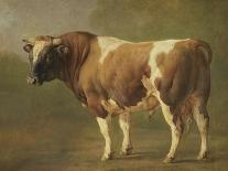 A Bull Fight, 1855 (Oil on Canvas)-Jacques Raymond Brascassat-Giclee Print