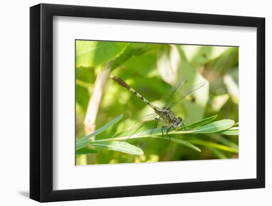 Jade Clubtail in wetland-Richard and Susan Day-Framed Photographic Print