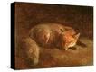 Stretched Canvas Print