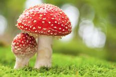 Macro Photo of Amanita Muscaria in Forest-Jag_cz-Photographic Print
