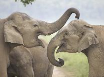 Indian Asian Elephant, Tusker, Feeding, Corbett National Park, India-Jagdeep Rajput-Photographic Print