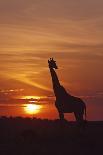 Giraffe at Sunrise, Maasai Mara Wildlife Reserve, Kenya-Jagdeep Rajput-Framed Premier Image Canvas
