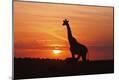 Photographic Print