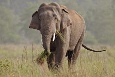 Indian Asian Elephant, Tusker, Feeding, Corbett National Park, India-Jagdeep Rajput-Photographic Print