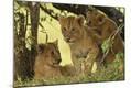 Photographic Print