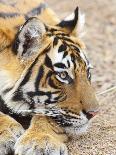 Royal Bengal Tiger in Grassland, Tadoba Andheri Tiger Reserve, India-Jagdeep Rajput-Framed Premier Image Canvas
