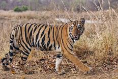 Royal Bengal Tiger in Grassland, Tadoba Andheri Tiger Reserve, India-Jagdeep Rajput-Framed Premier Image Canvas