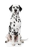 Dalmatian Dog Portrait-Jagodka-Framed Premier Image Canvas