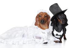 Fashionable Dachshund Dog Wedding-Jagodka-Mounted Photographic Print