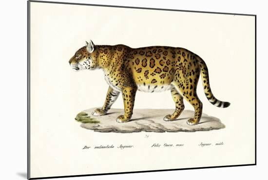 Jaguar, 1824-Karl Joseph Brodtmann-Mounted Giclee Print