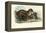 Jaguar, 1863-79-Raimundo Petraroja-Framed Premier Image Canvas