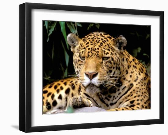 Jaguar, Amazon, Ecuador-Pete Oxford-Framed Photographic Print