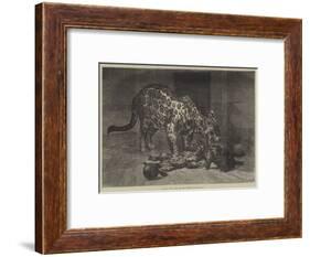 Jaguar and Cubs at the Jardin Des Plantes-Auguste Andre Lancon-Framed Giclee Print